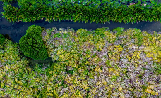 Rú Chá mangrove forest from above